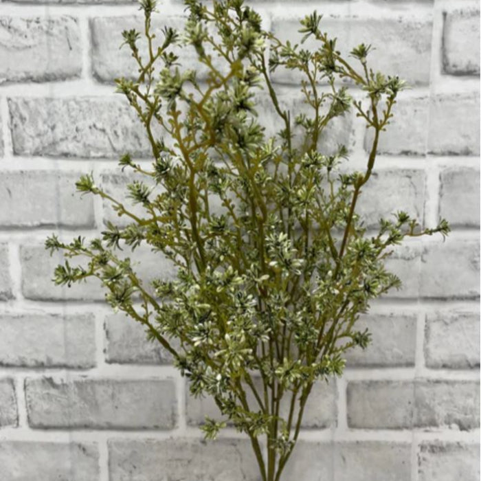 GREEN SEEDUM SEED BUSH