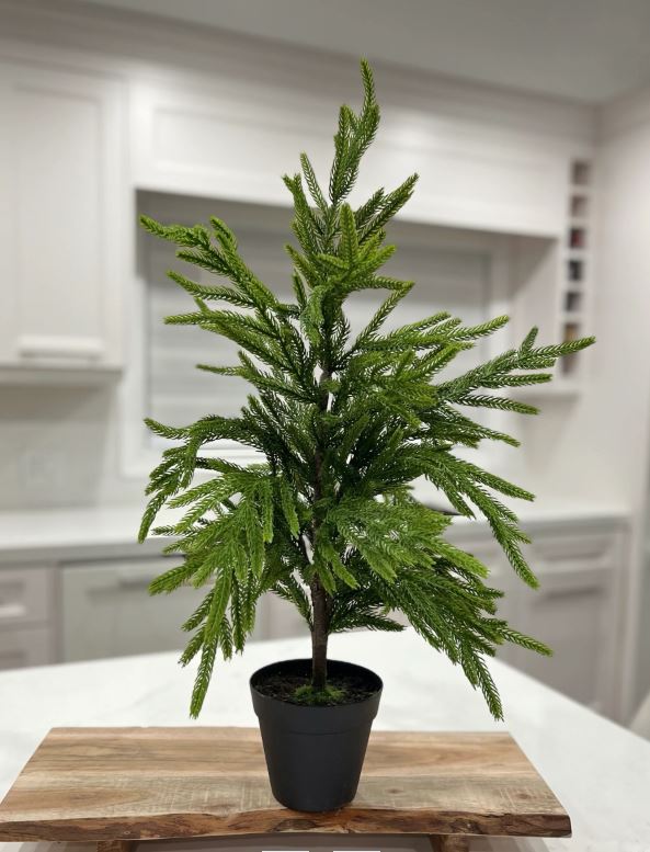 26” FRESH TOUCH NORFOLK PINE TREE POTTED IN PLASTIC POT