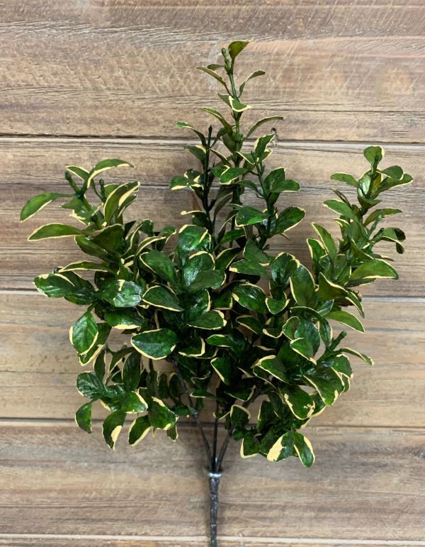 26" GOLDEN EUONYMUS SPRAY