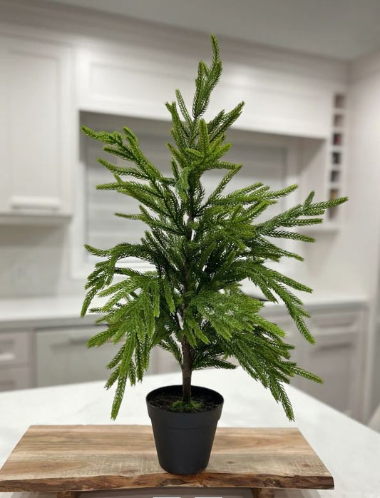 26” FRESH TOUCH NORFOLK PINE TREE POTTED IN PLASTIC POT