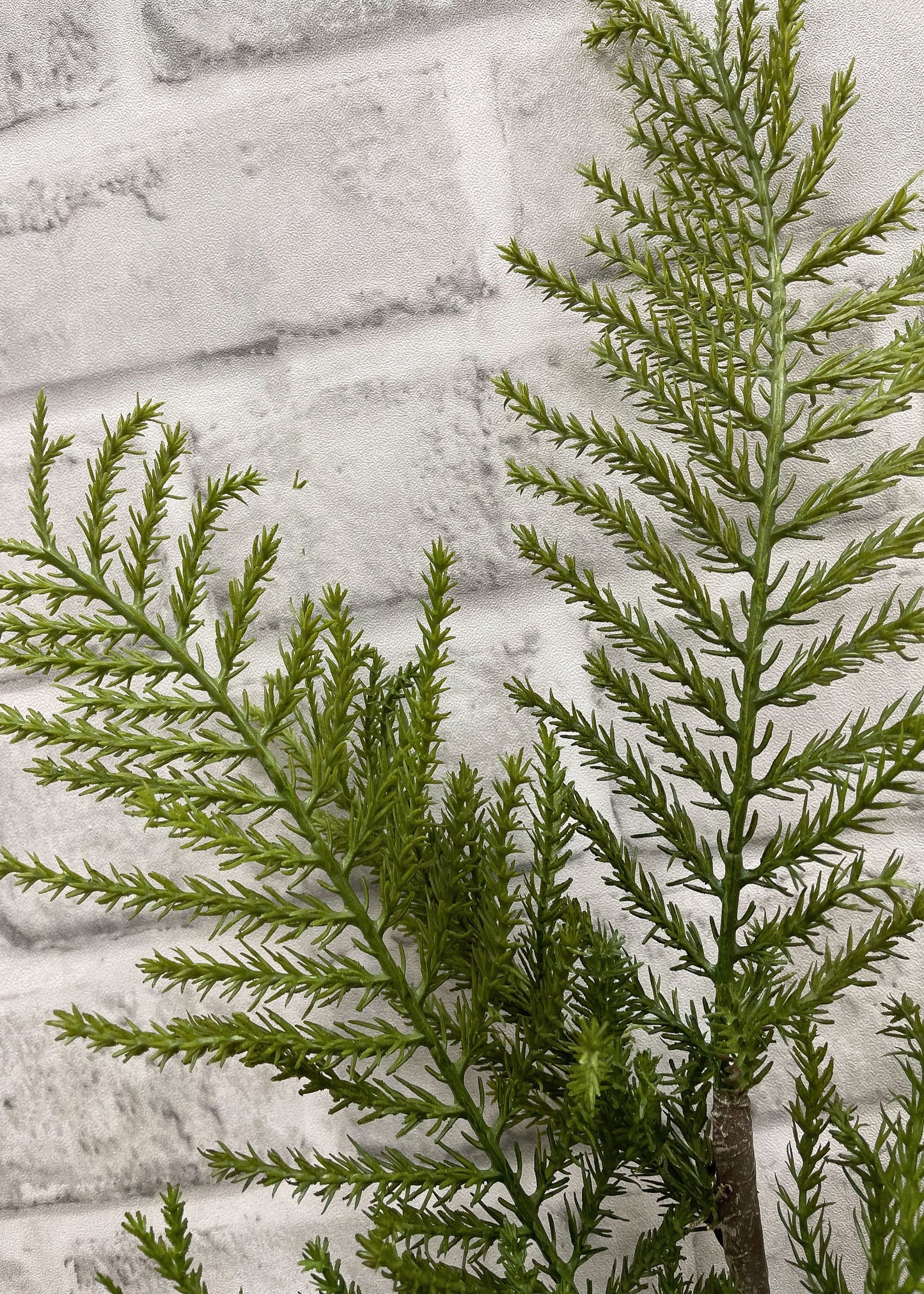 24" FRESH TOUCH CYPRESS SPRAY