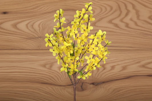 Forsythia Bush 30" - Yellow