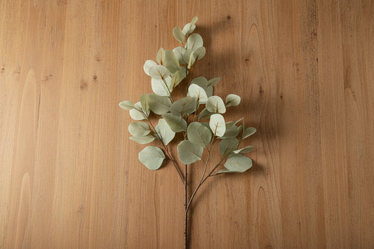 Bleached Silver Dollar Eucalyptus 34" Spray - Light Green