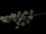 Seeded Eucalyptus Stems Artificial