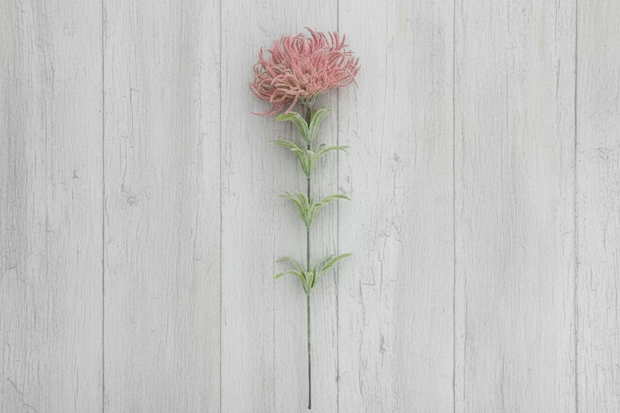 Chrysanthemum