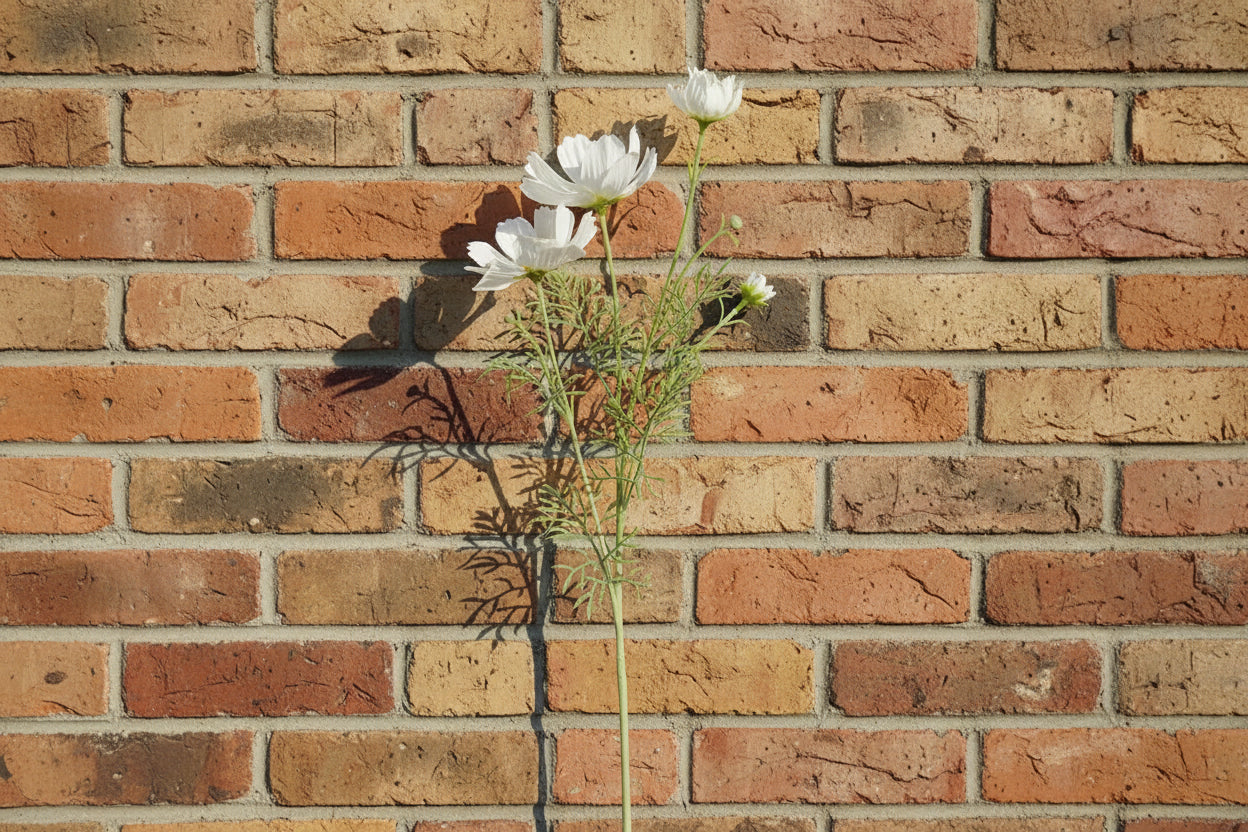 Queen Size Chrysanthemum