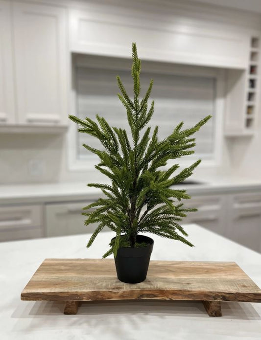 19” FRESH TOUCH NORFOLK PINE TREE POTTED IN PLASTIC POT